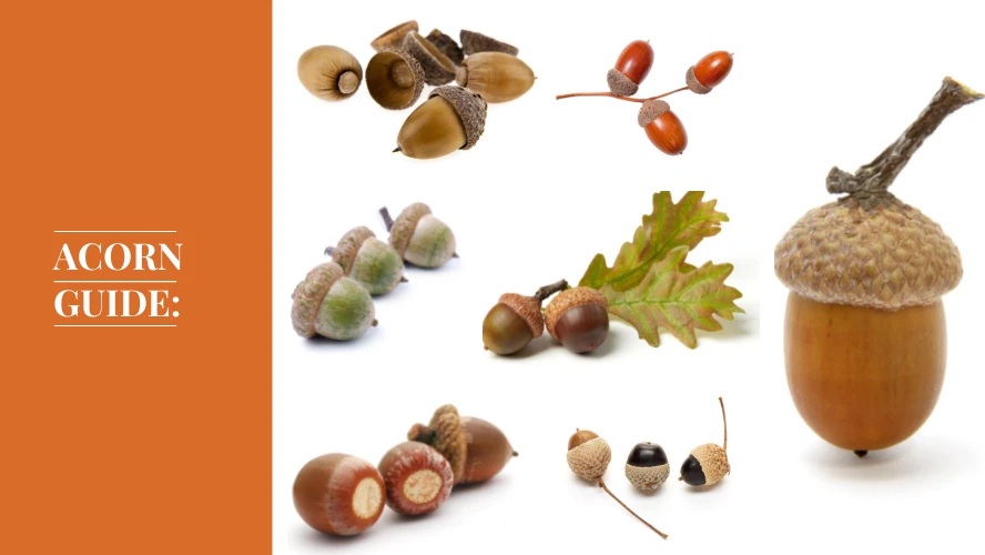 A guide with different species of acorns