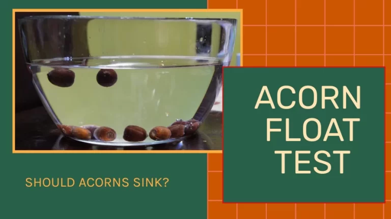 Testing if acorns float or sink in a bowl