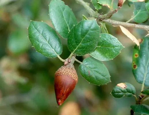 A coast live oak acorn