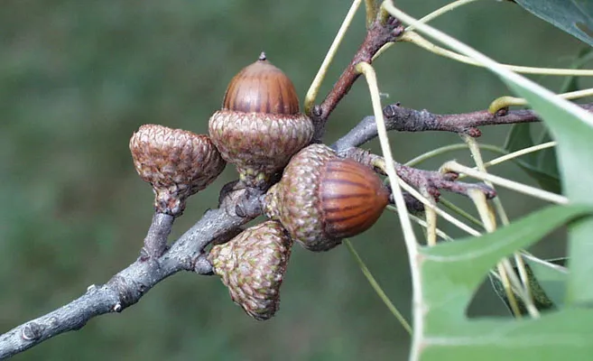 A northern pin oak acorn