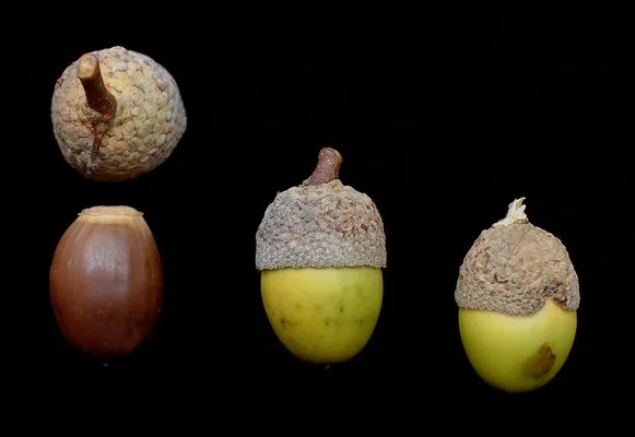 A chestnut oak acorn