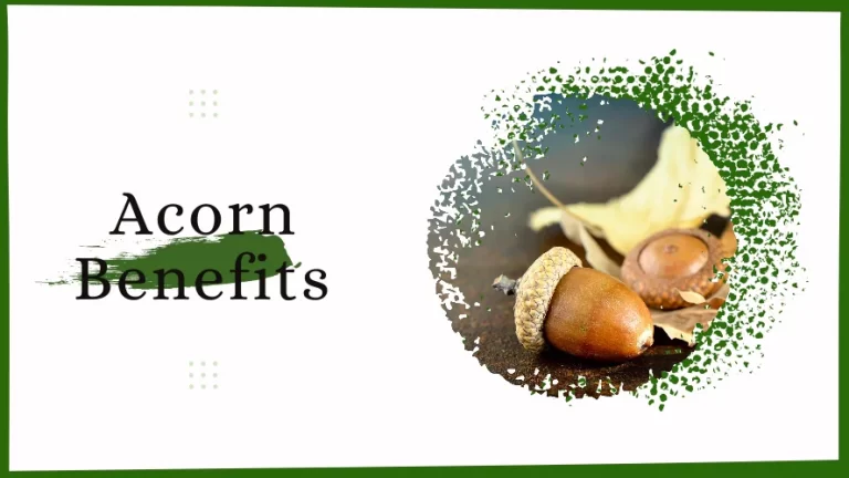 Acorns and their health benefits