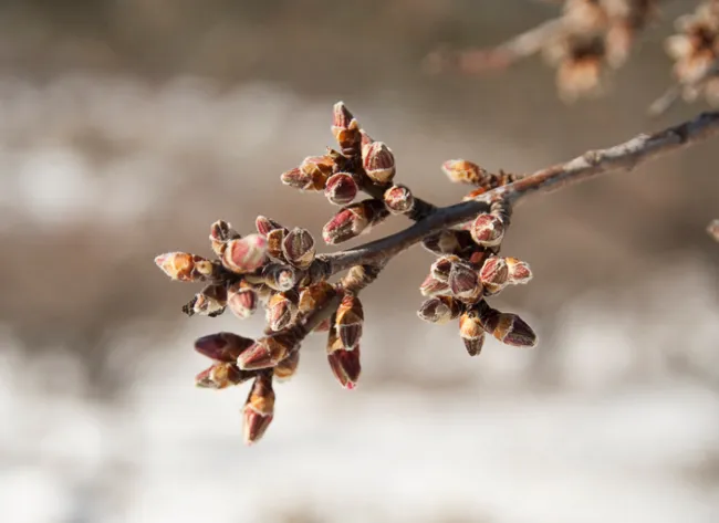 Buds on an almond tree branch developing during winter