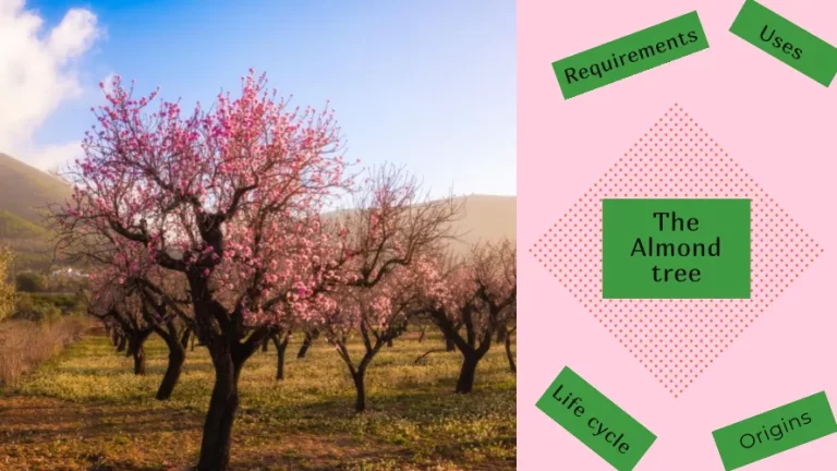 An almond tree orchard
