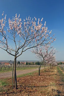 Almond trees with the open center pruning system