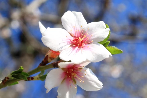 Pale pink almond tree flowers on a branch