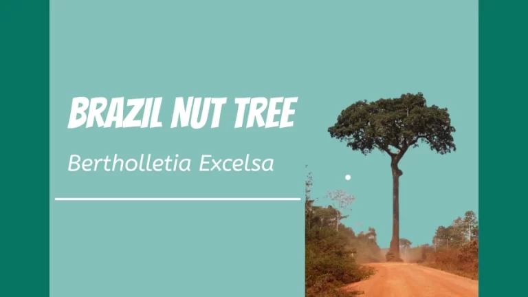 A Brazil nut tree