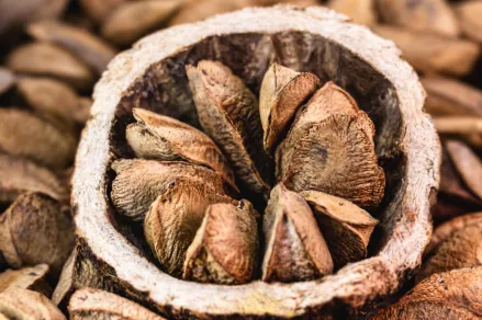 Brazil nut seeds inside a pod
