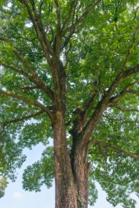 An image of a Brazil nut tree from a low angle