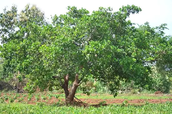 A cashew tree