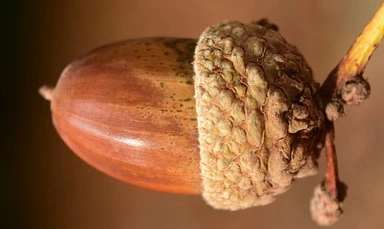 An acorn with dark spots on its surface