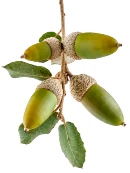 Holm oak acorns