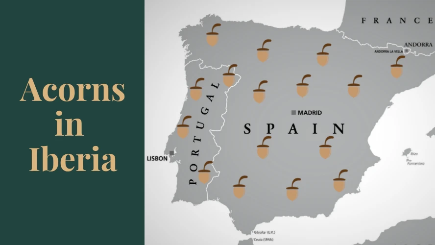 Acorns spread over the map of the Iberian peninsula