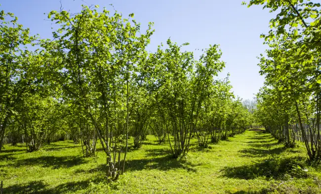 A hazelnut orchard in the USA