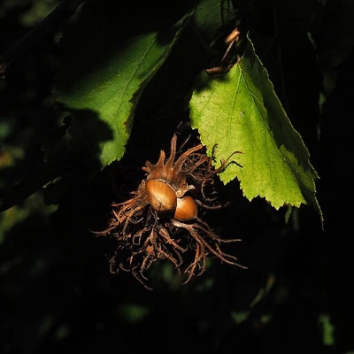 A couple of corylus colurna hazelnuts enclosed in a dry husk