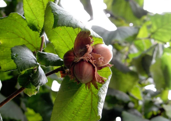 Almost mature hazelnuts on a tree