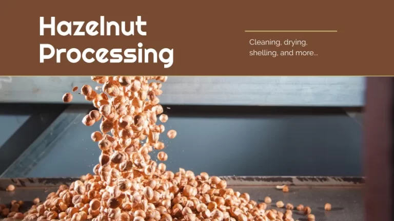 Hazelnuts being processed in an industrial machine