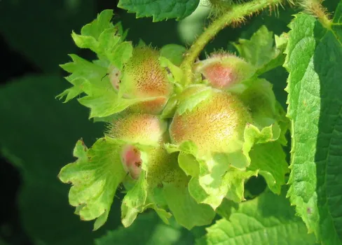 A cluster of American hazelnuts on a branch