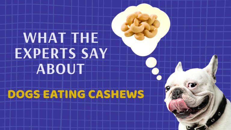 A dog thinking about cashews and licking his face