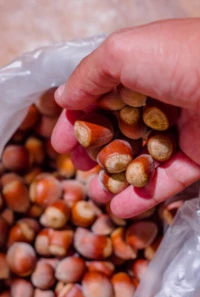 A hand holding in-shell hazelnuts to check the color
