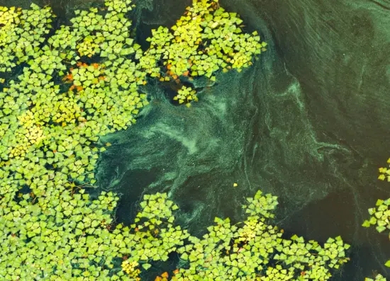 A toxic algal bloom caused by pesticide runoff