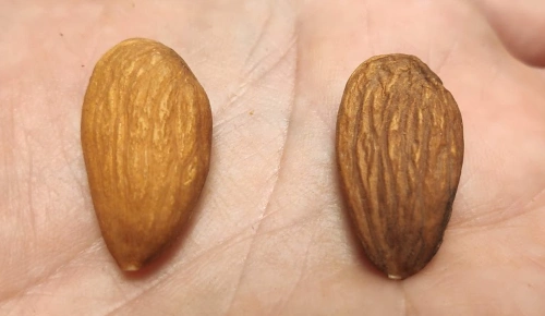 Two almonds on my hand. A fresh one on the left and a stale one on the right.